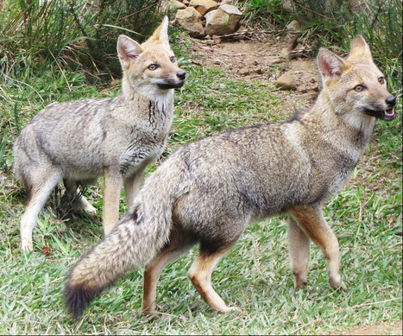 Chuvas intensificam a presença de animais silvestres em áreas urbanas de Teresina; veja orientações
